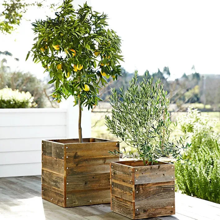 Meyer Lemon Tree Potted