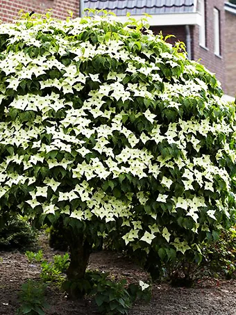 Milky Way Kousa Dogwood Tree