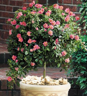 Miniature Roses Come to Town | The Tree Center™