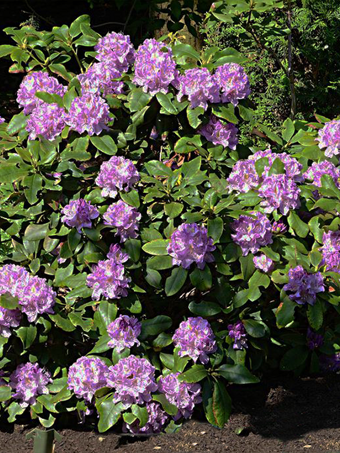 Minnetonka Rhododendron