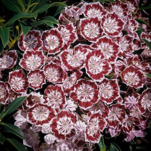 minuet mountain laurel minuet mountain laurel