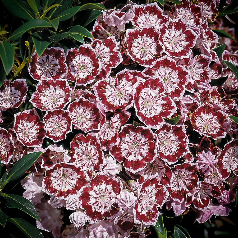 minuet mountain laurel minuet mountain laurel