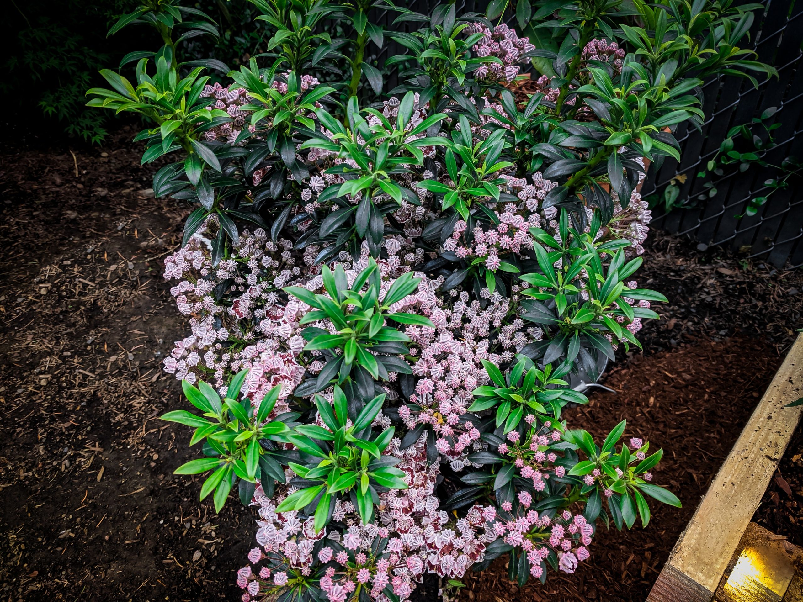 mountain laurel minuet