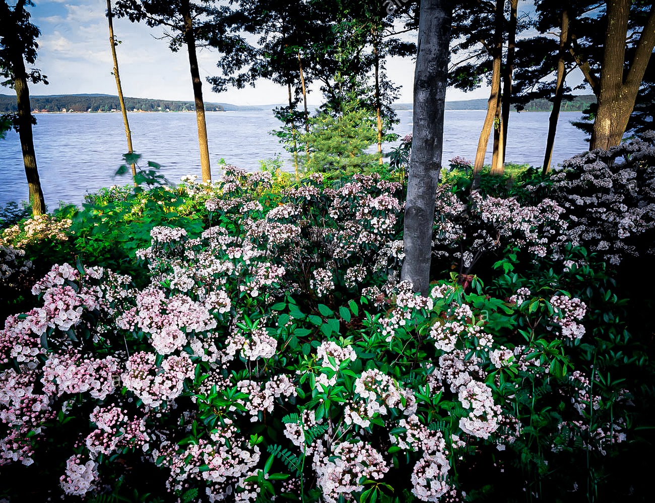 minuet mountain laurel minuet mountain laurel