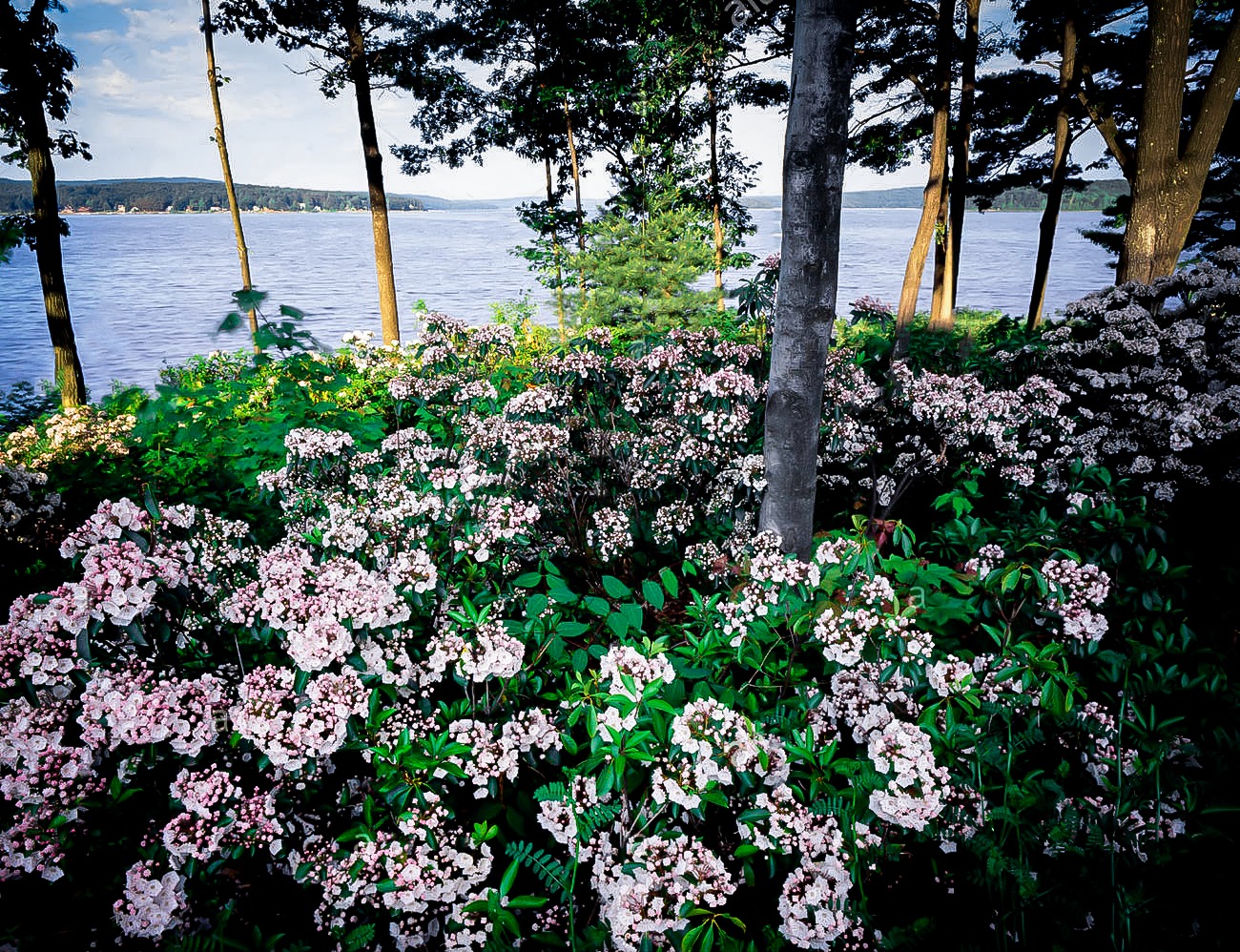 mountain laurel minuet