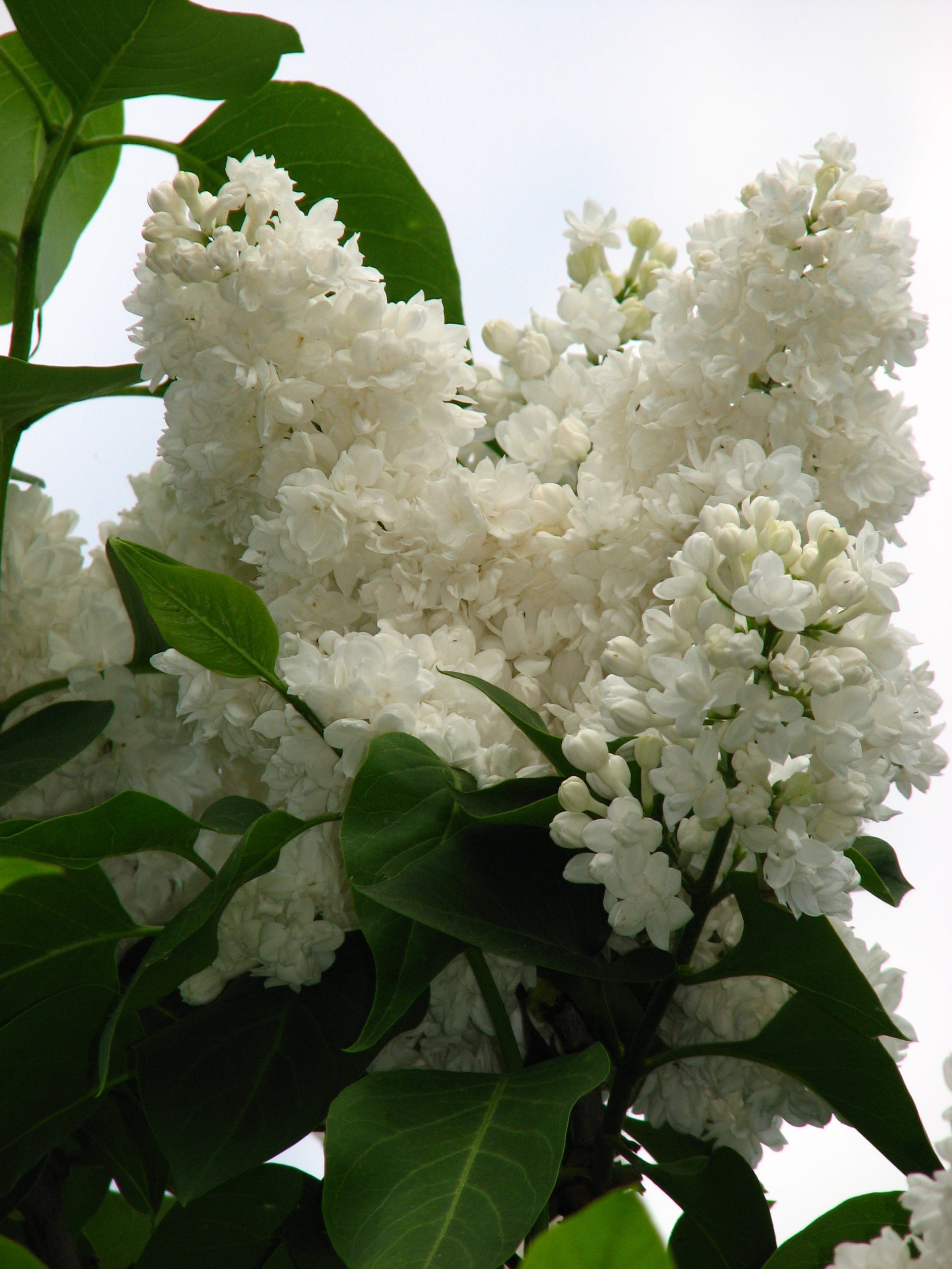 Miss Ellen Wilmott Lilac For Sale Online The Tree Center