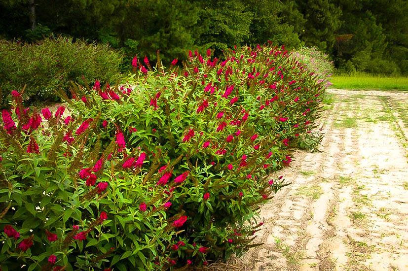 Miss Molly Butterfly Bush For Sale Online The Tree Center.