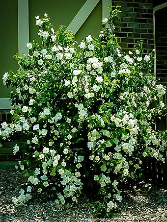 Mock Orange