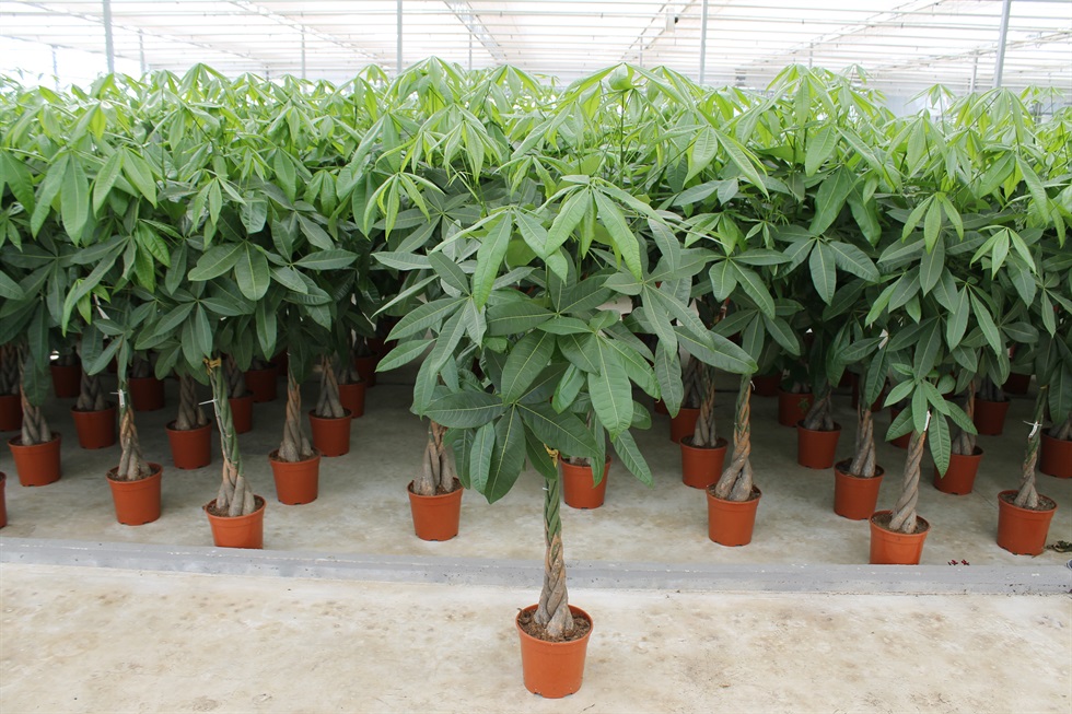 money tree
