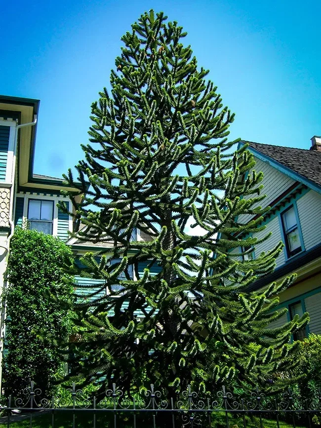 my grandparents monkey puzzle tree, 80+ ft. they are selling the place, im  going to miss it : r/matureplants