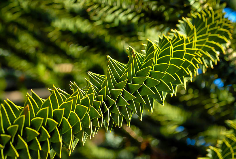 Buy Monkey Puzzle Tree Online Monkey Puzzle For Sale The Tree Center