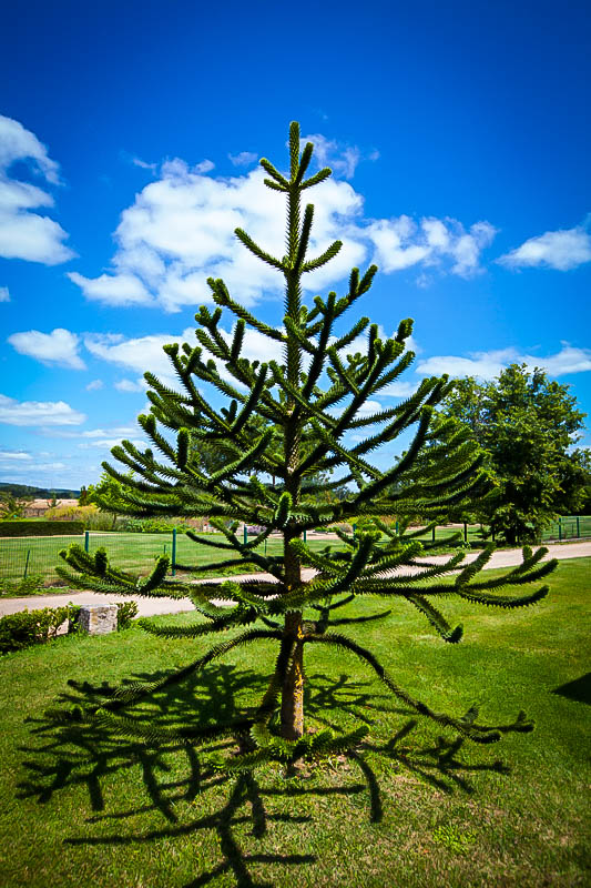 Buy Monkey Puzzle Tree Online Monkey Puzzle For Sale The Tree Center