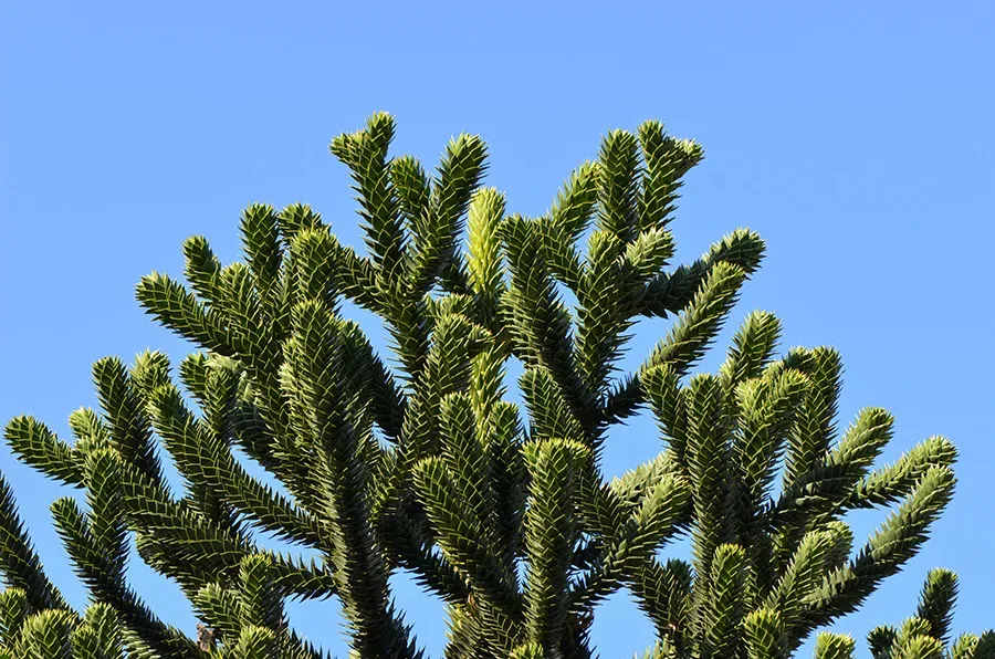 Monkey Puzzle Tree