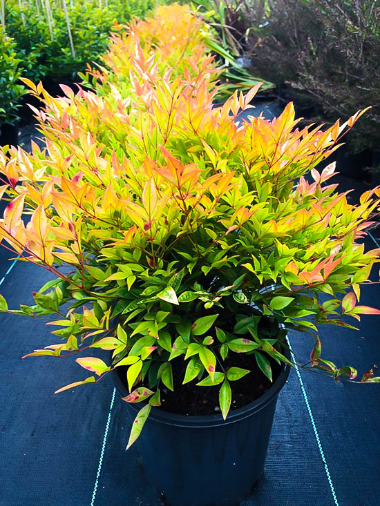 Moon Bay Nandina Plants For Sale Online The Tree Center