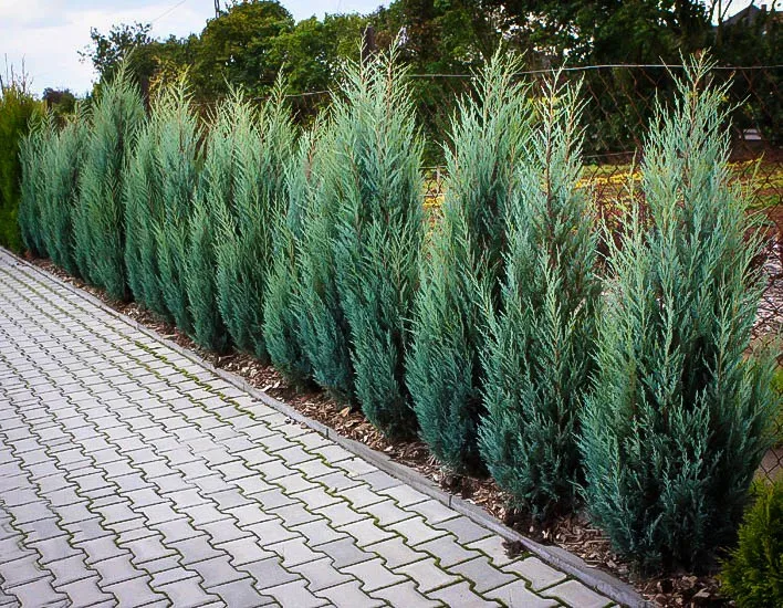Moonglow Juniper For Sale Online | The Tree Center