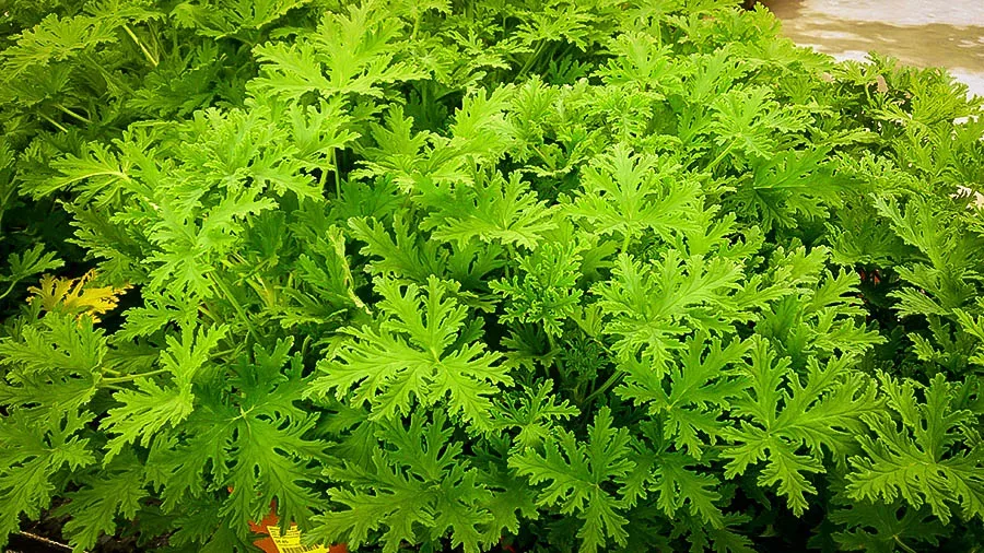 Mosquito Plant