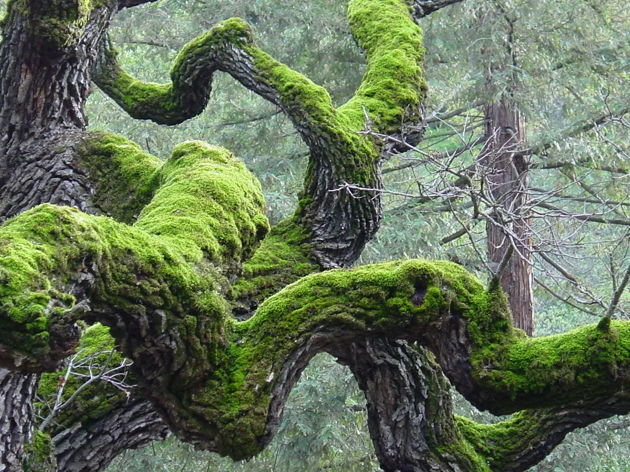 The many meanings of moss, Plants