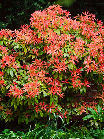 Buy Passion Frost Pieris Japonica, Free Shipping