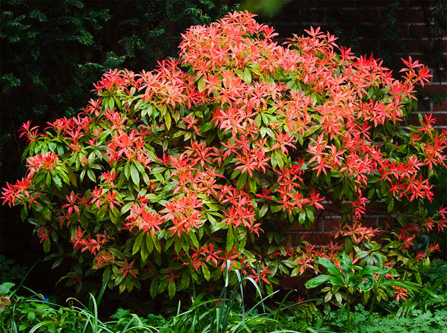 Mountain Fire Pieris For Sale The Tree Center