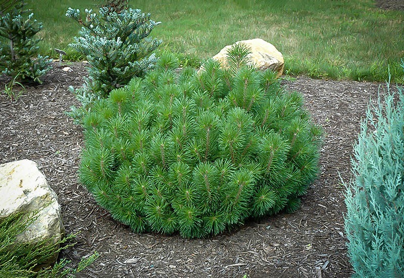 Mugo Pine