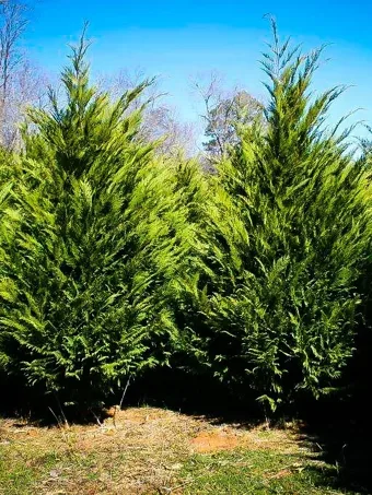 Buy Cripps Cypress is An Evergreen Plants & Trees Online