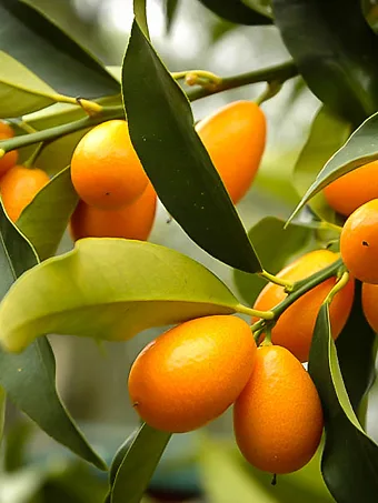 Nagami Kumquat