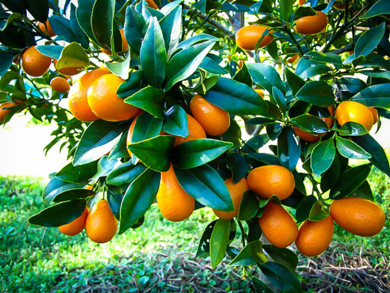 Nagami Kumquat Trees For Sale The Tree Center