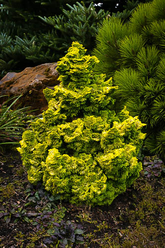 Nana Lutea Hinoki Cypress For Sale Online The Tree Center,Best 10th Anniversary Gifts For Him