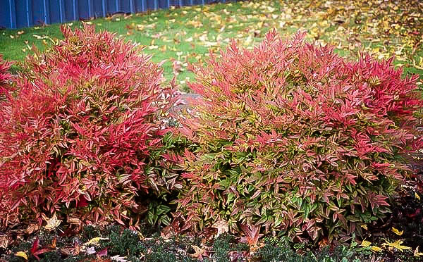 Compact Nandina Plants For Sale Online The Tree Center