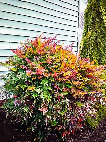 Compact Nandina