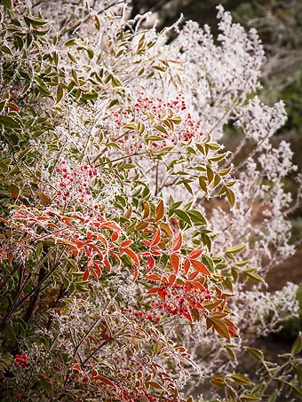 Nandina Domestica Heavenly Bamboo