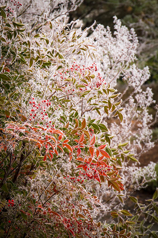 Nandina Domestica Heavenly Bamboo