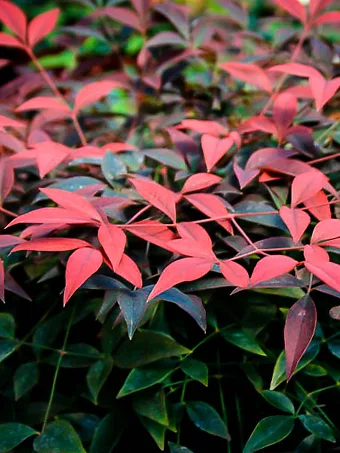 Flirt Nandina