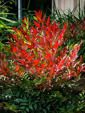 Obsession Nandina