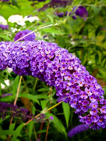 Nanho Blue Butterfly Bush