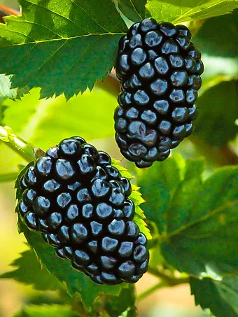 Natchez Thornless Blackberry Bush