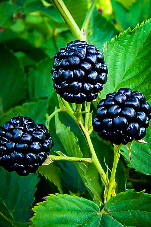 Natchez Thornless Blackberry Bushes For Sale The Tree Center