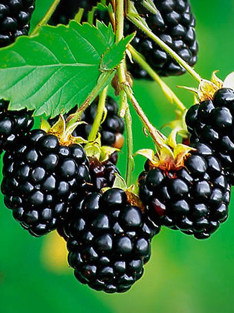 Navaho Thornless Blackberry Bush