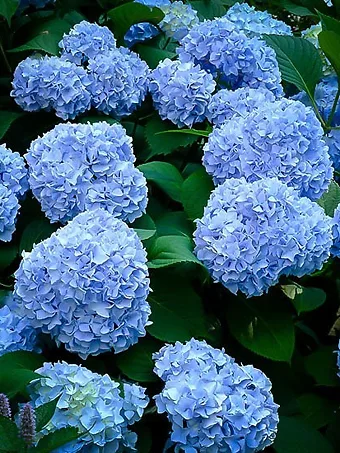 Nikko Blue Hydrangea