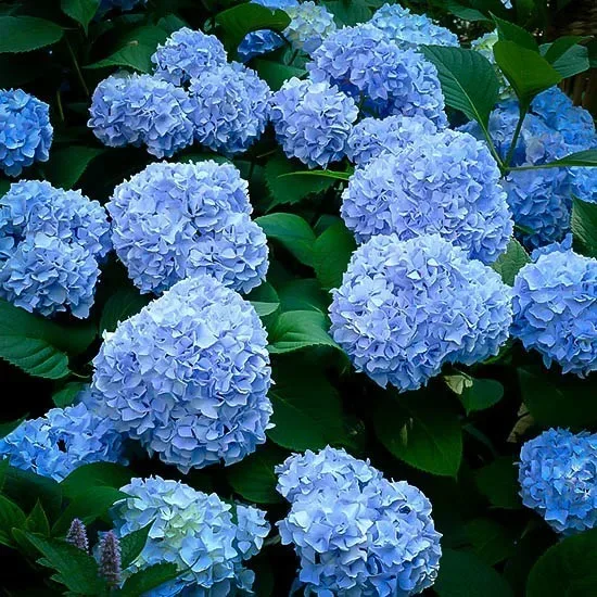 Image of Nikko Blue Hydrangea for sale