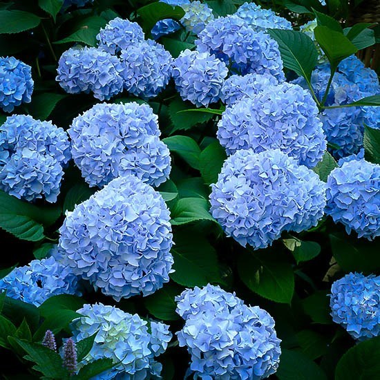 Image of Nikko hydrangeas row garden