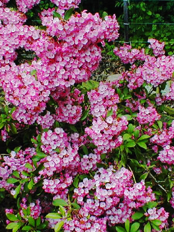 Nipmuck Mountain Laurel