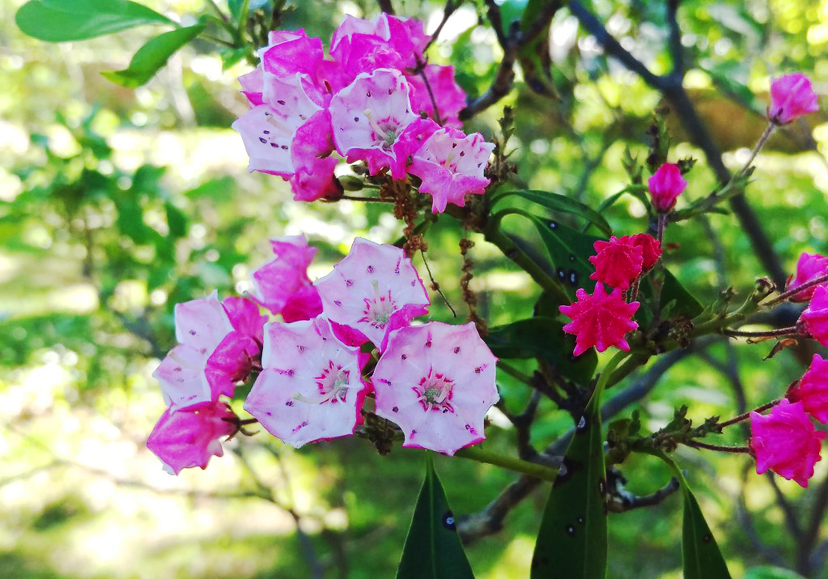 Nipmuck Kalmia For Sale Online The Tree Center