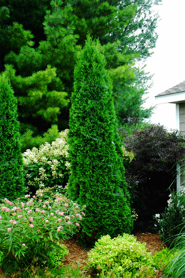 North Pole® Arborvitae For Sale Online The Tree Center