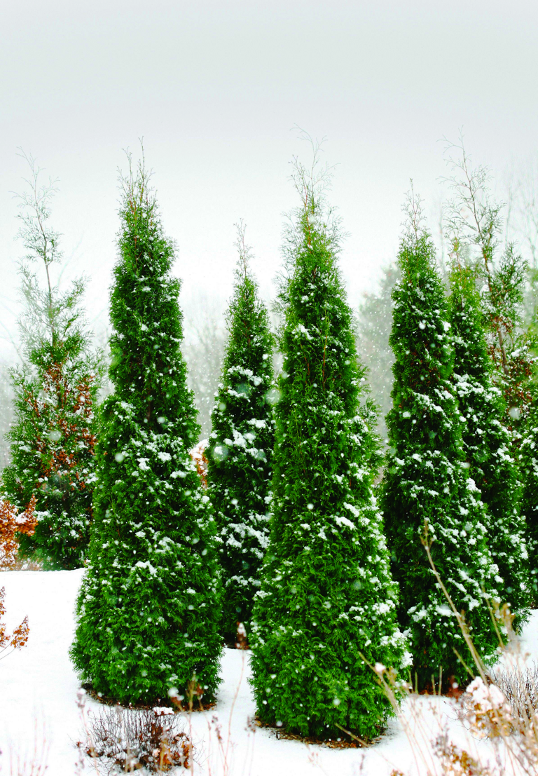 North Pole® Arborvitae For Sale Online The Tree Center