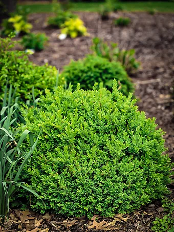 North Star® Boxwood