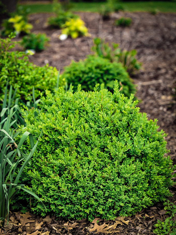 Korean Boxwood Shrubs For Sale Online The Tree Center