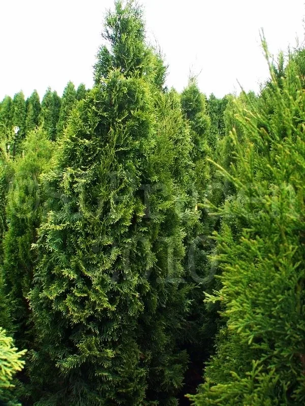 Northern White Cedar American Arborvitae For Sale Online The Tree