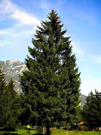 Norway Spruce