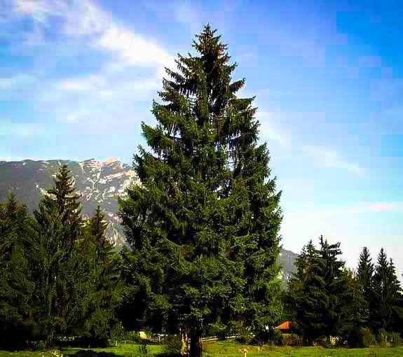 Norway Spruce